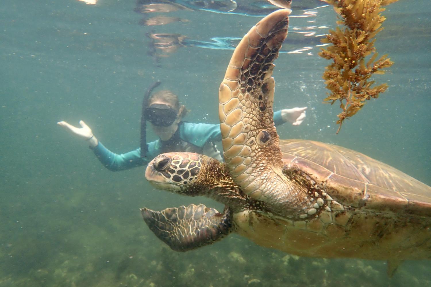 一名<a href='http://b.lgmobilereg.com'>bv伟德ios下载</a>学生在Galápagos群岛游学途中与一只巨龟游泳.